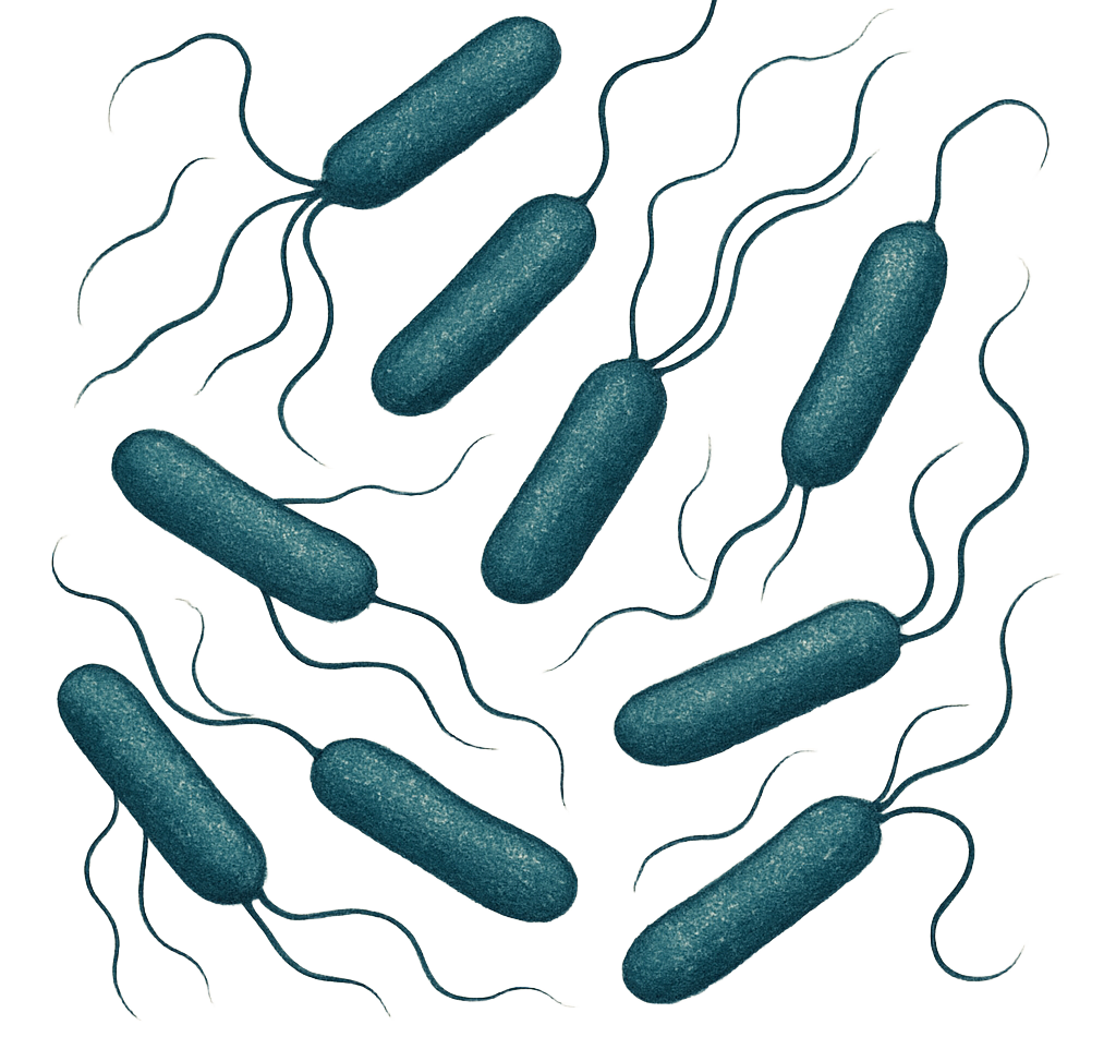 Achromobacter xylosoxidans  - ATCC 27061