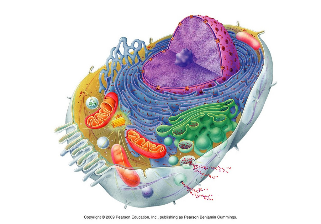 Biologic Process Development